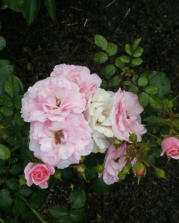 rose