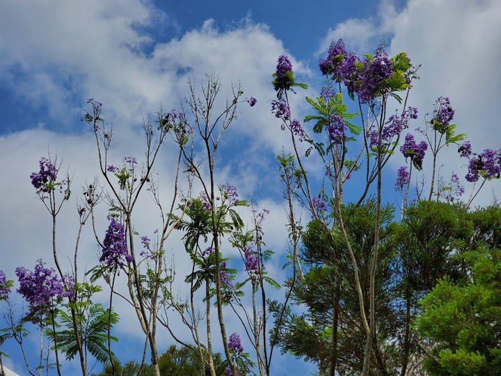 Jacaranda mimosifolia