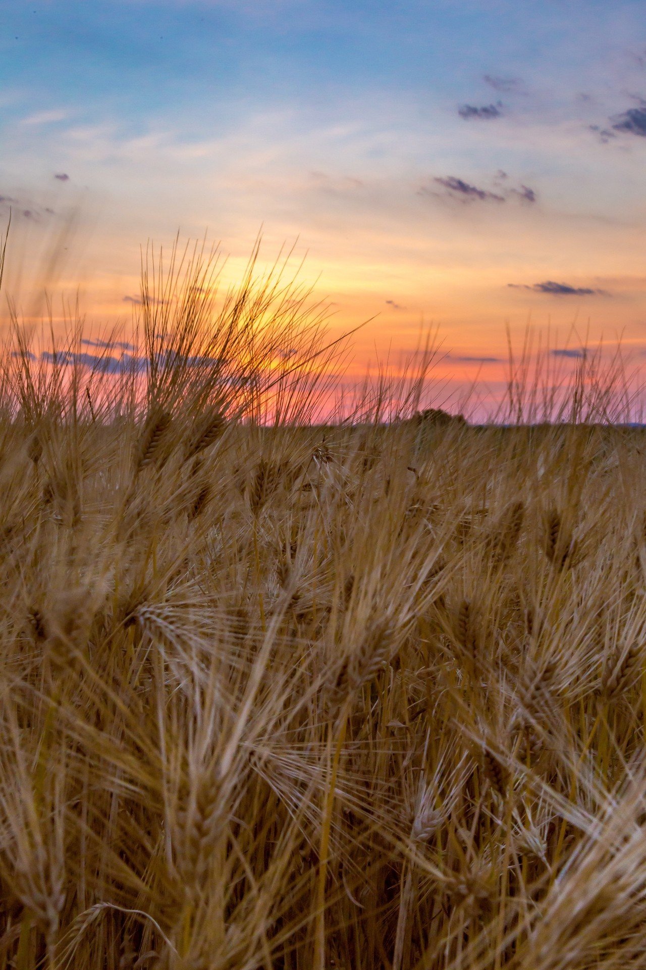 Crop Fields