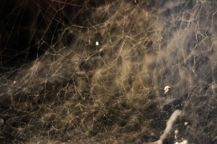 spiderweb