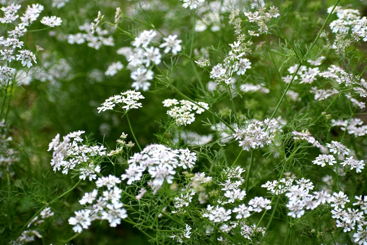 #coriander
