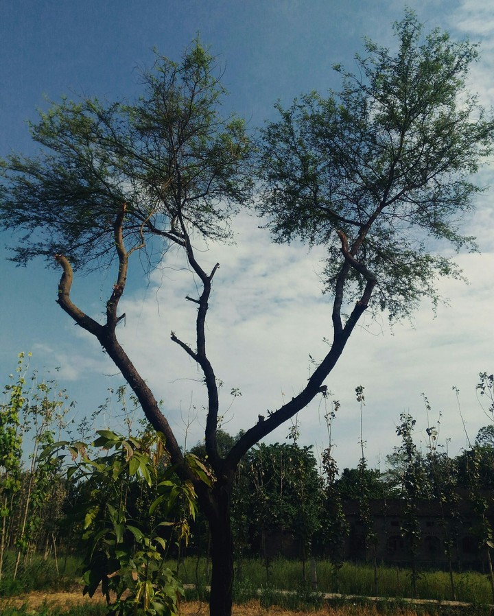 tree
