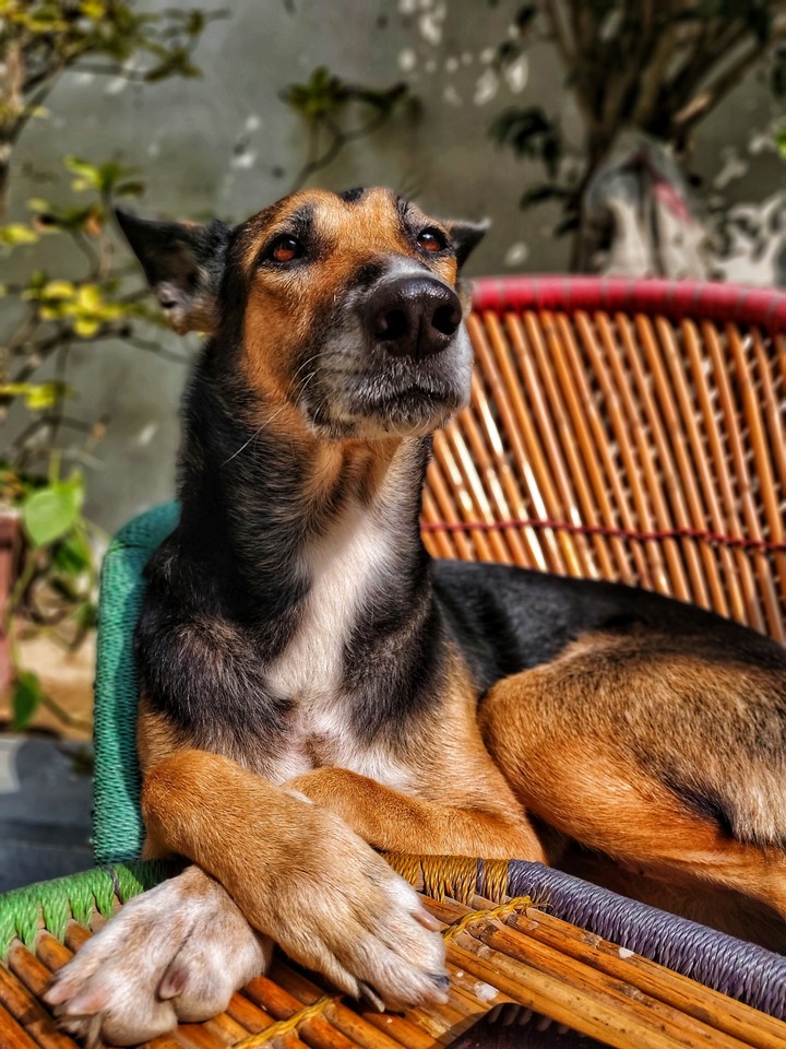 German shepherd