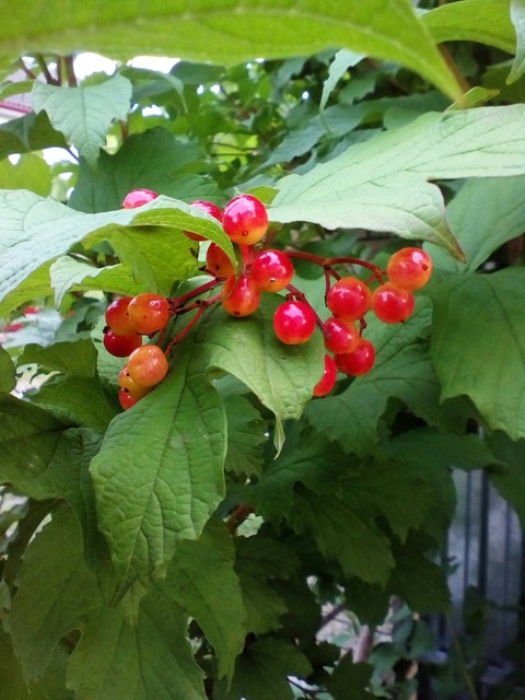 sfondi schisandra, plant