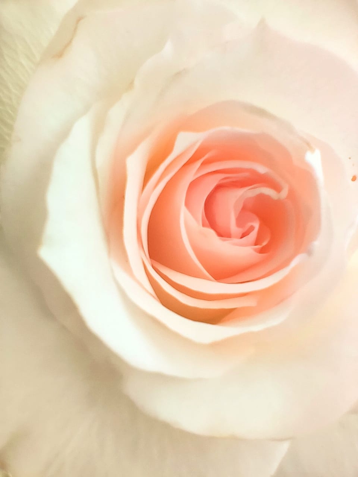 white rose