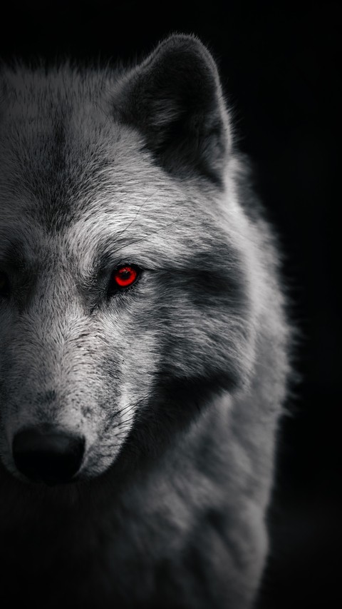 fonds d'écran wolf, fur