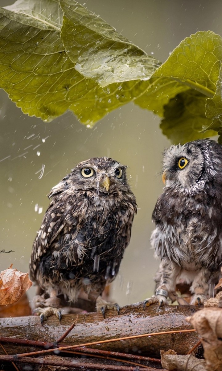 bird#rain