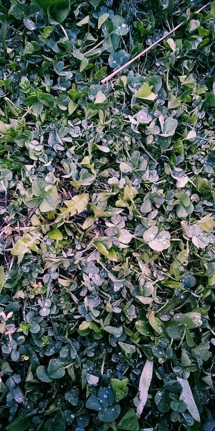 After the rain
