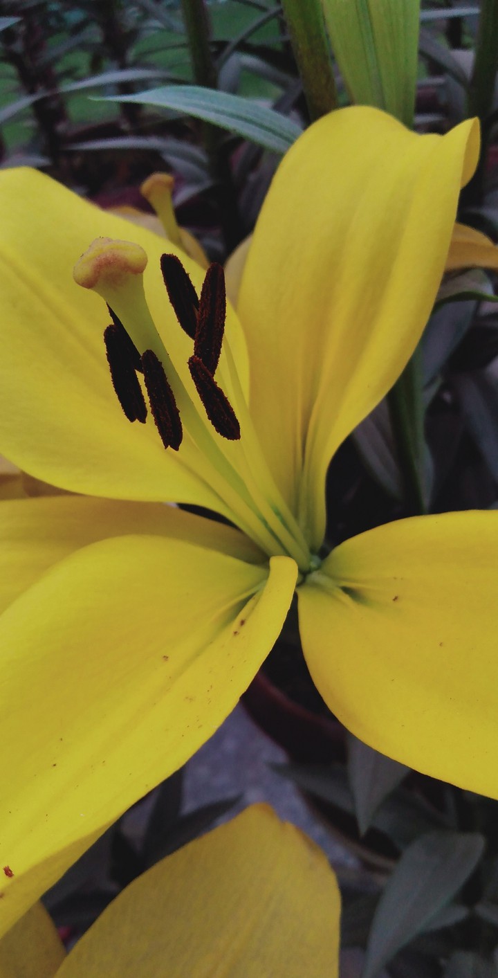yellow winter flower