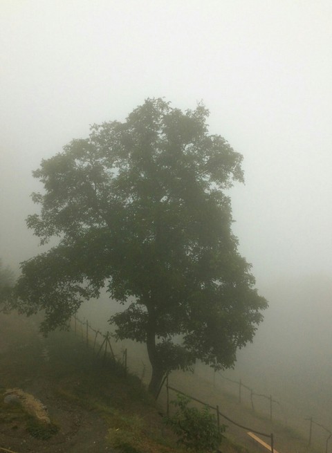 Mist