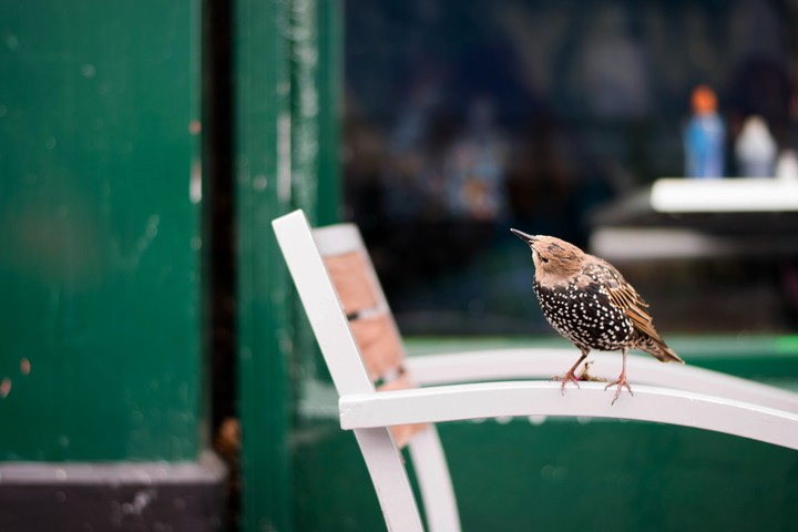 Bird sitting on the chair