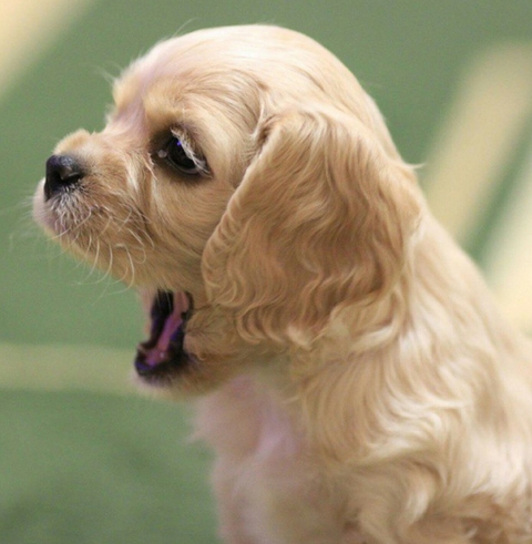 мой Вольтик. American cokcer spaniel.