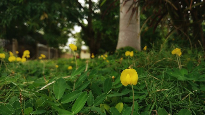 hoa dại