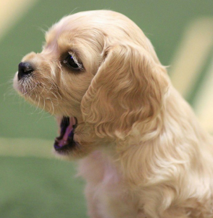 мой Вольтик. American cokcer spaniel.