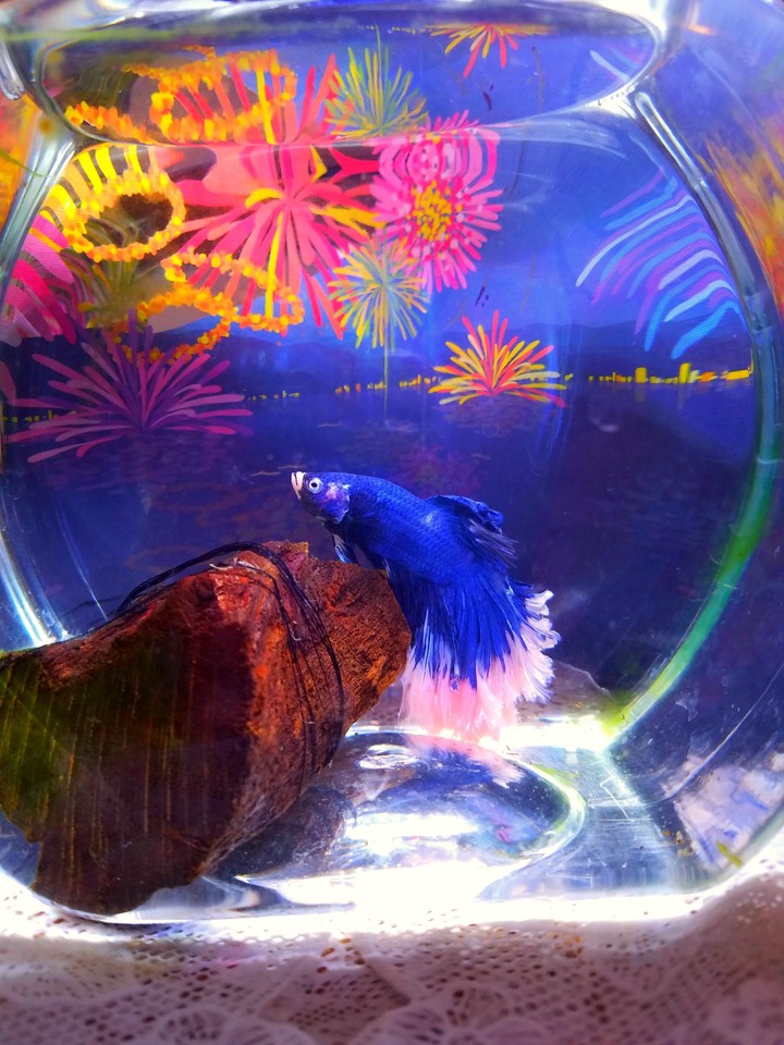 My Little Mermaid