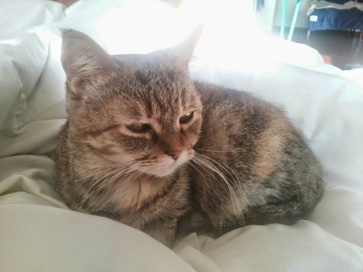 Коте