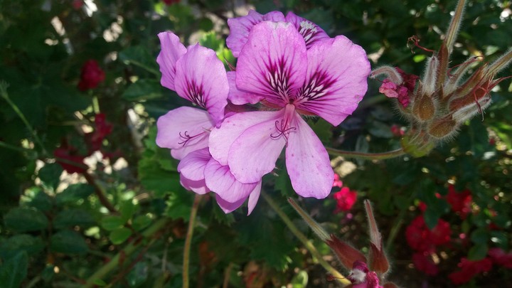 Lucky flower