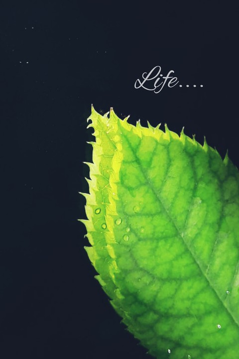 green leaf / roseleaf /black and green / mirror/ lifr