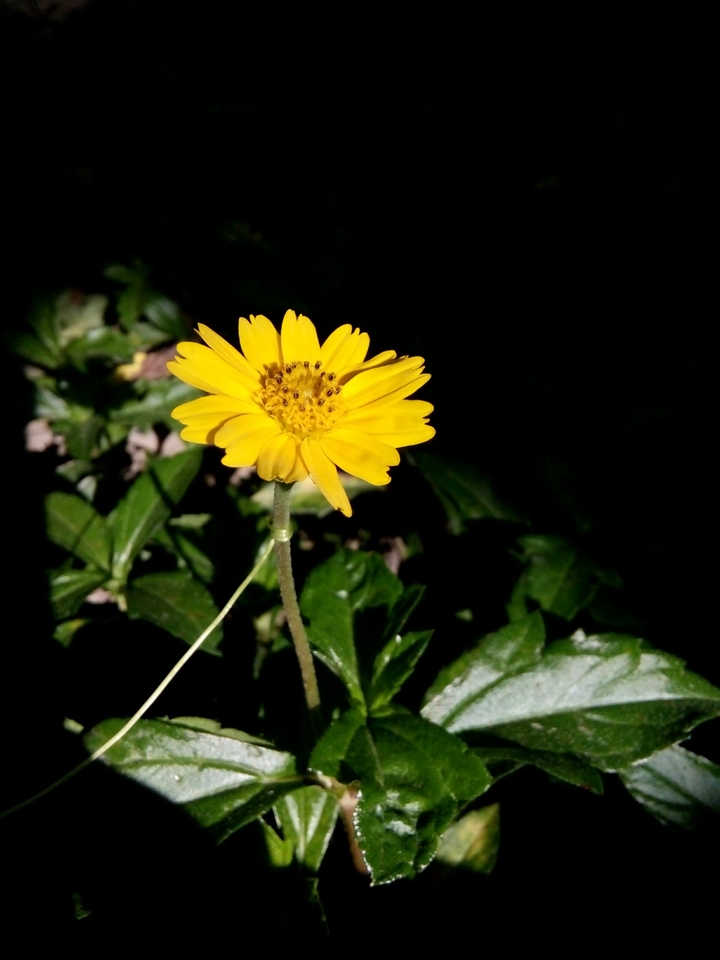 Hoa dại