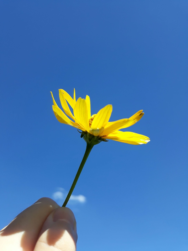 Sunny Days ?