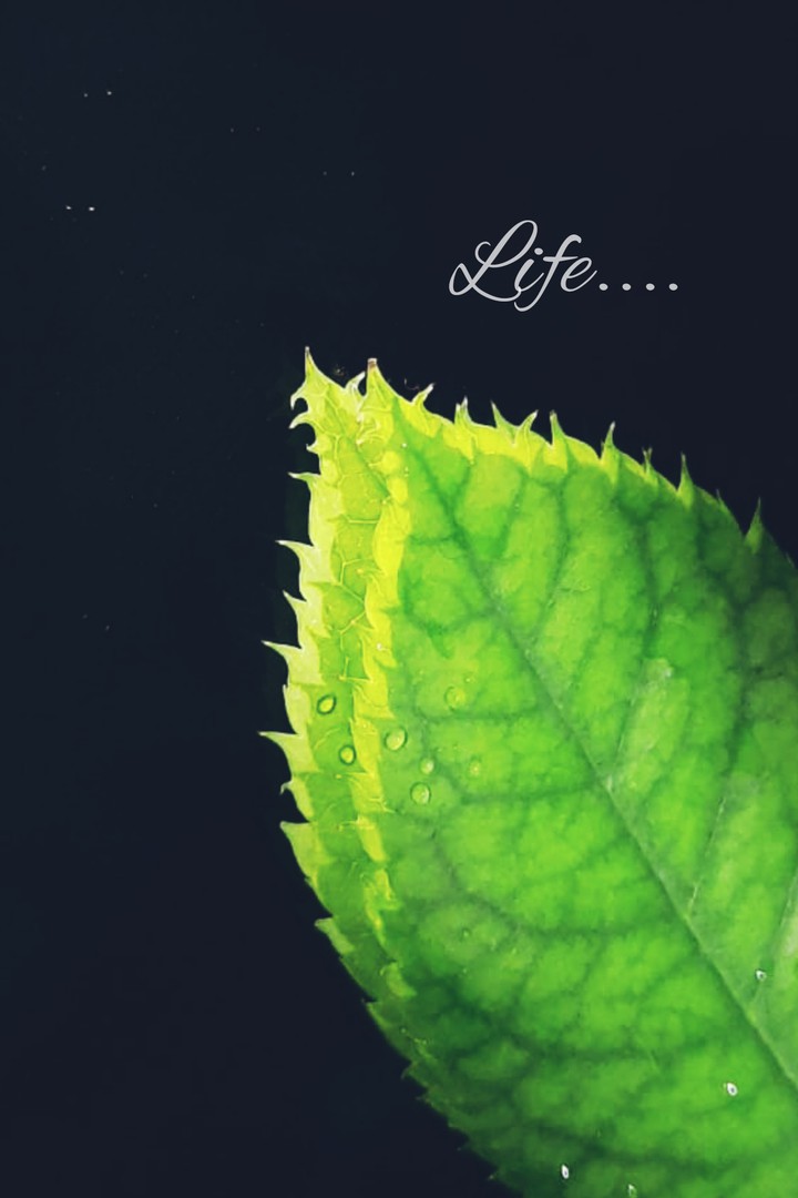 green leaf / roseleaf /black and green /  mirror/ lifr