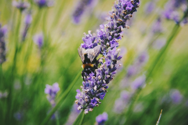 Bee and Lavender