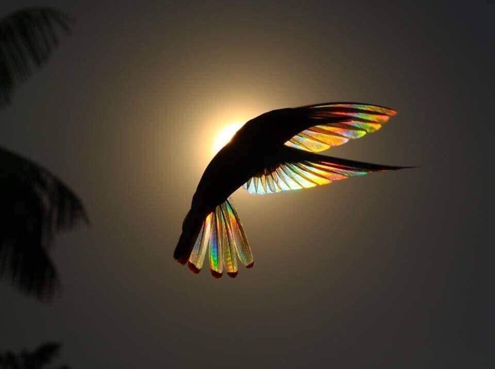 wings of a hummingbird