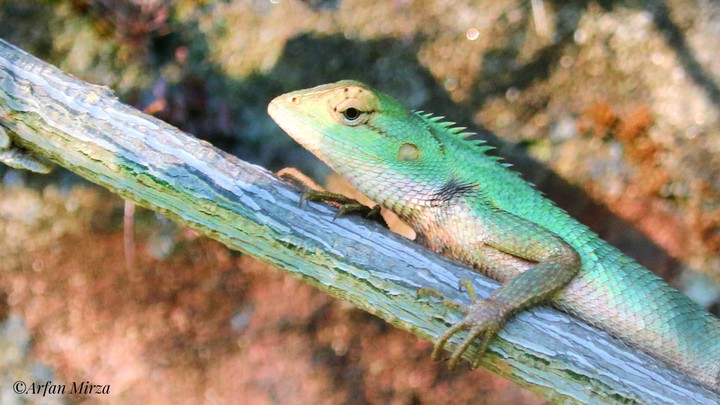 আ