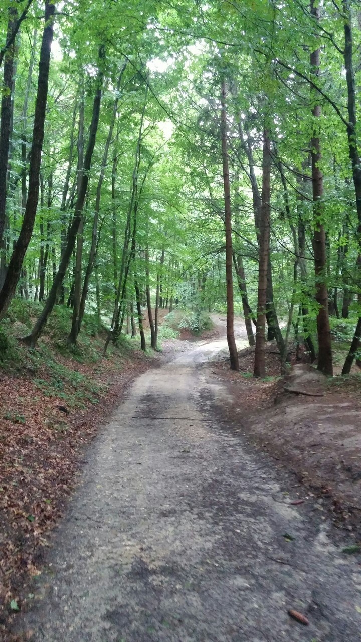 Path in the forest