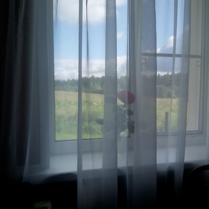 rose