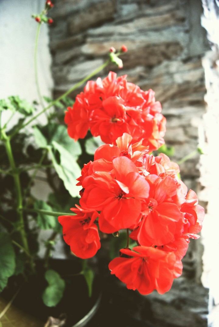 geranium