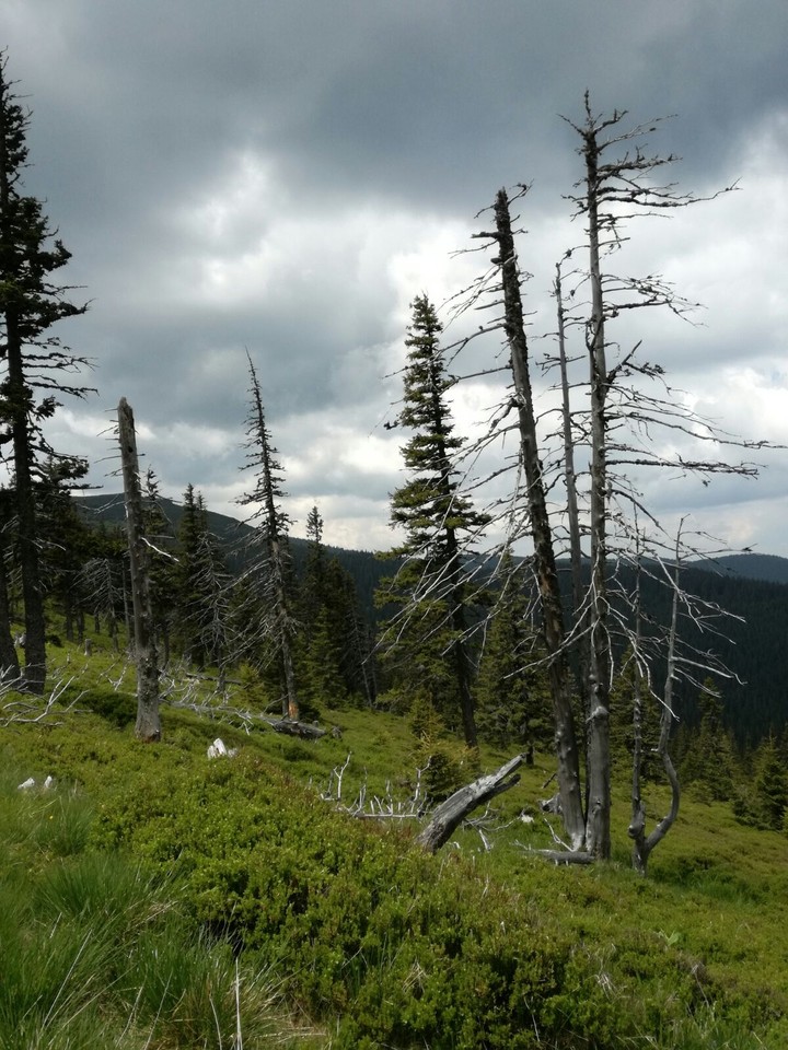 Nature