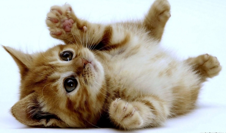 Gattino??