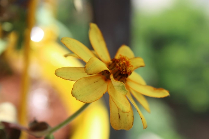 yellow flower