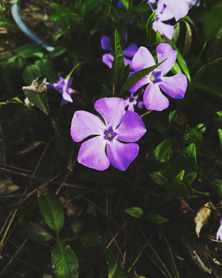 flower