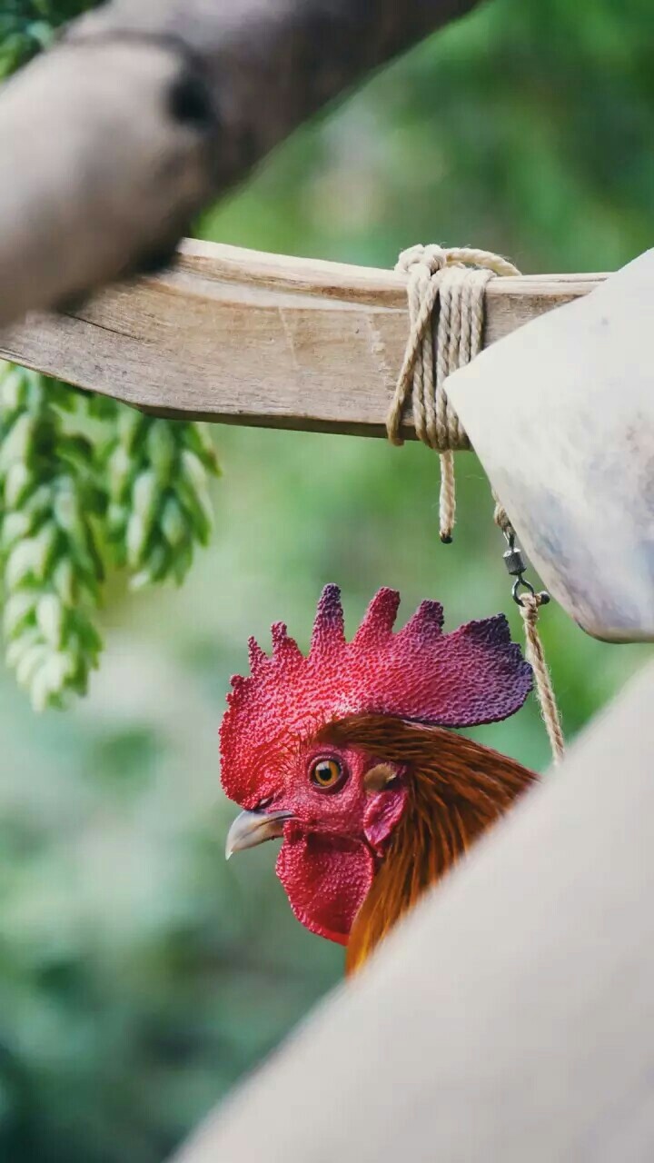 cock