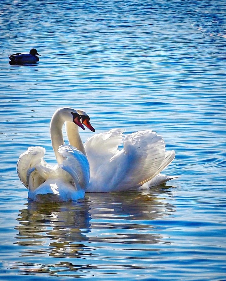 swans