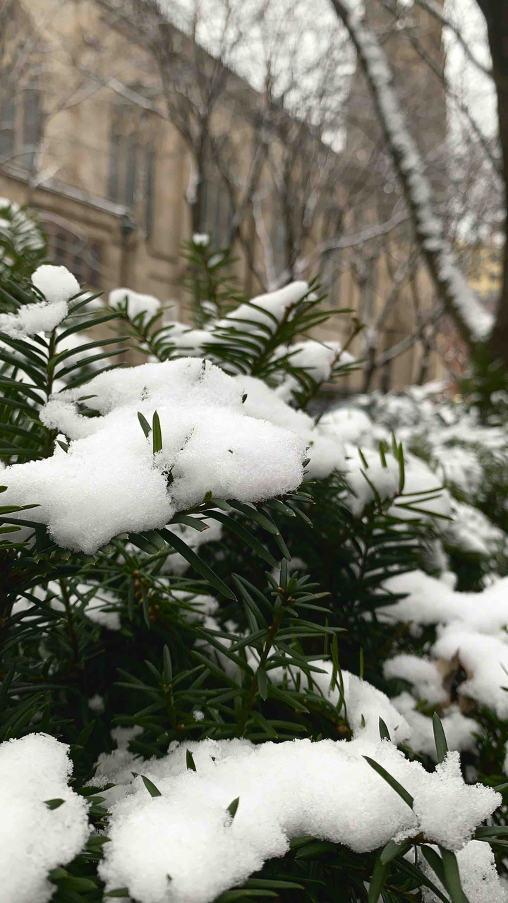 Chicago snows