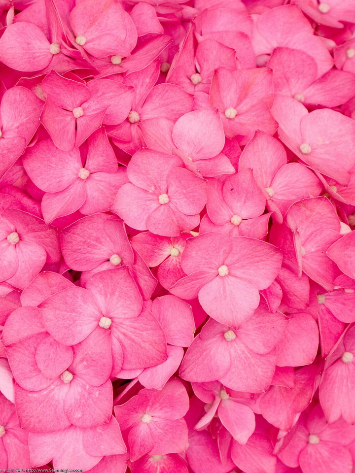Pink Flowers