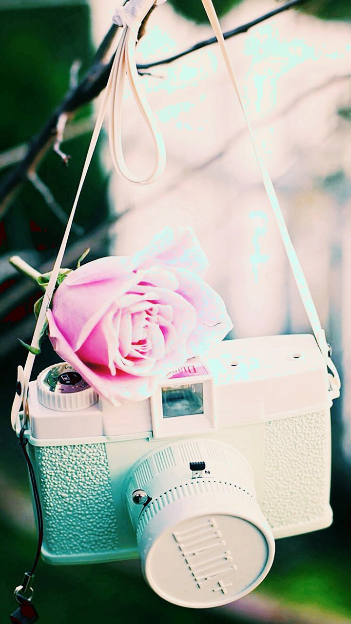 pink rose & camera