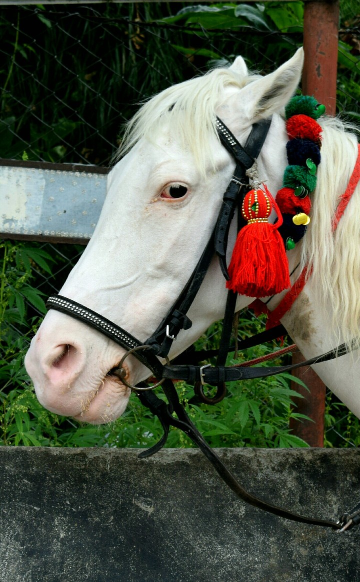 white horse