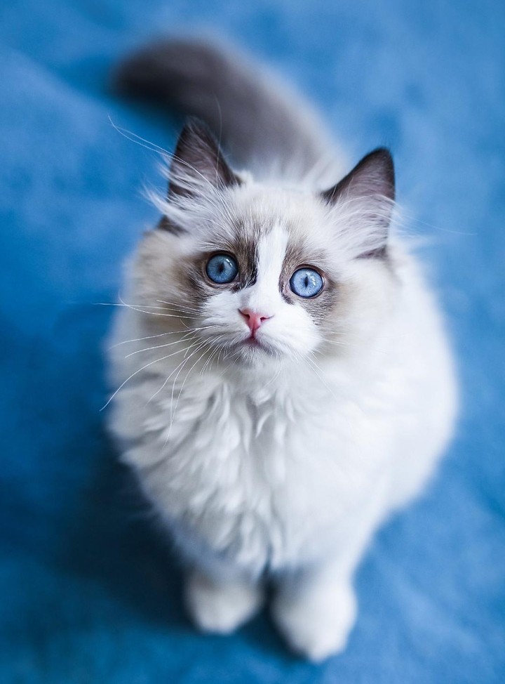 Pets