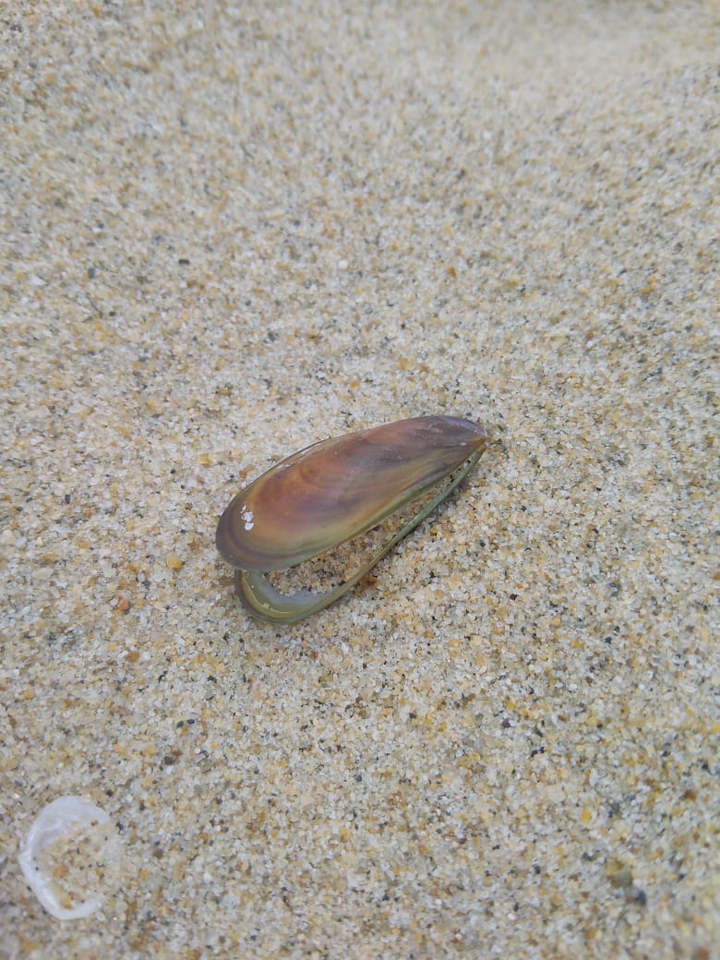 seashelf on the sand