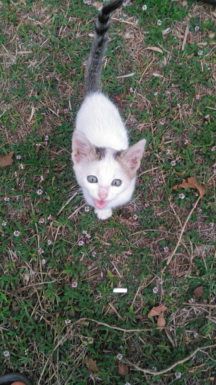 Baby cat
