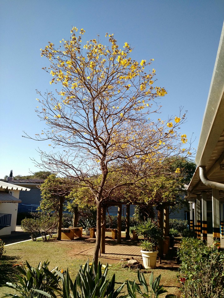 Yellow tree