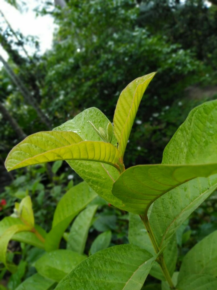 guava tree