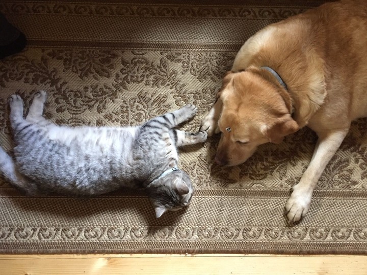 love