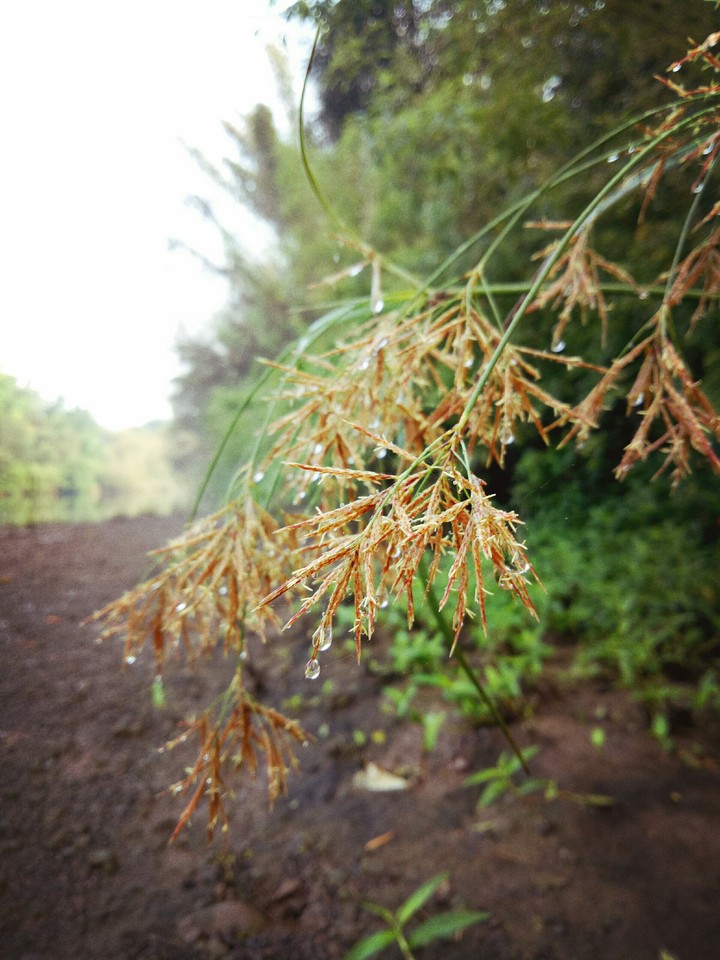 Herbage
