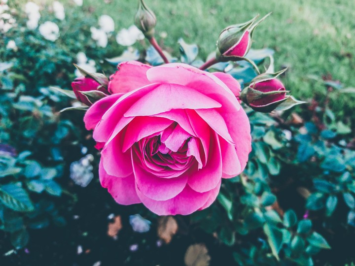 Rose