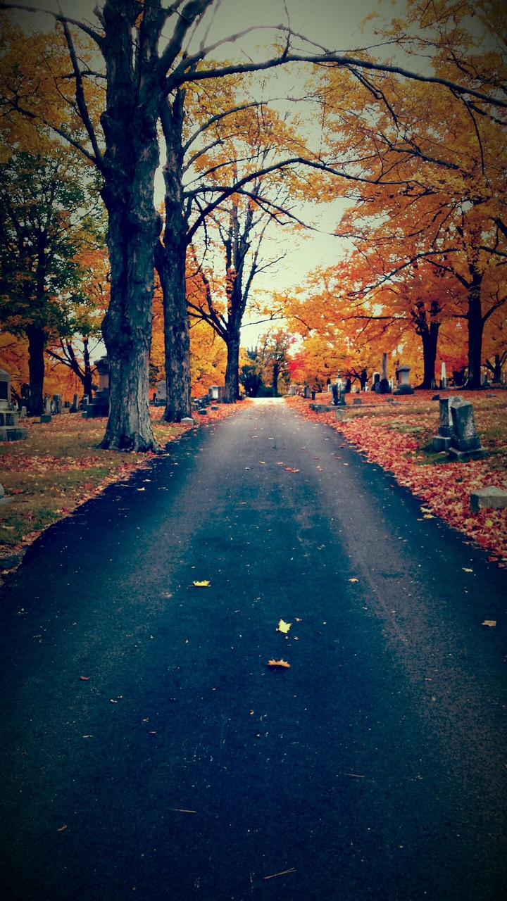 Fall leaves